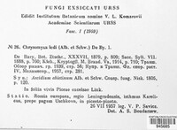 Chrysomyxa ledi image